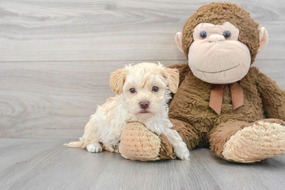 Maltipoo Pup Being Cute