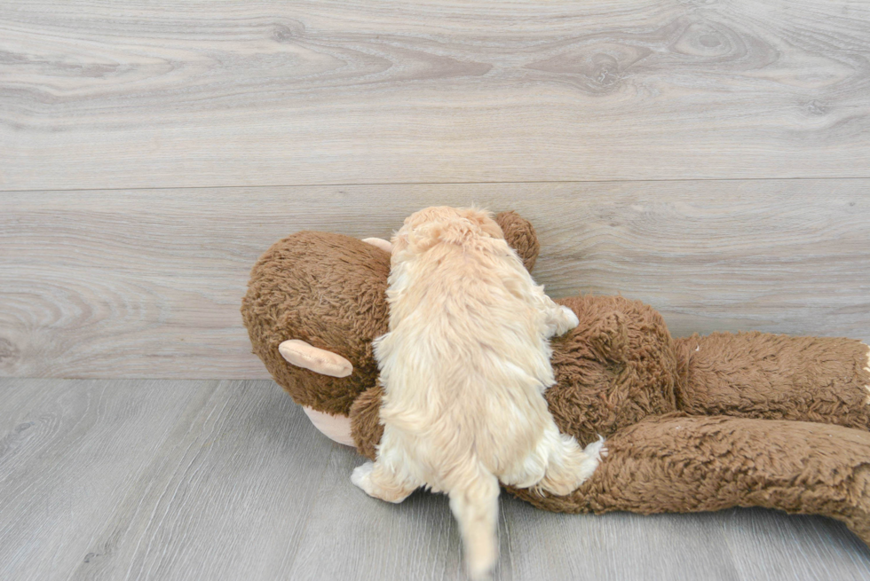 Best Maltipoo Baby