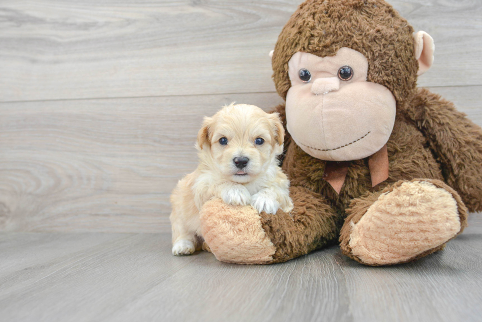 Maltipoo Puppy for Adoption