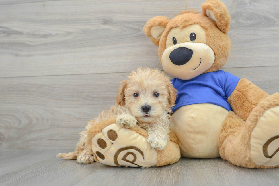 Maltipoo Puppy for Adoption