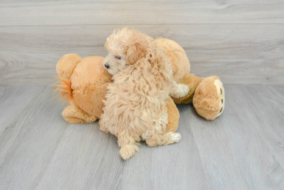 Maltipoo Pup Being Cute