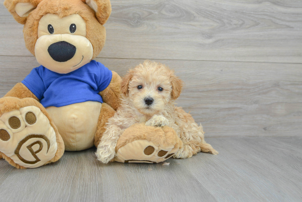 Hypoallergenic Maltese Poodle Poodle Mix Puppy