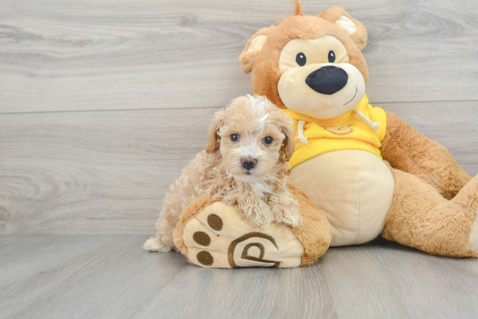 Maltipoo Puppy for Adoption