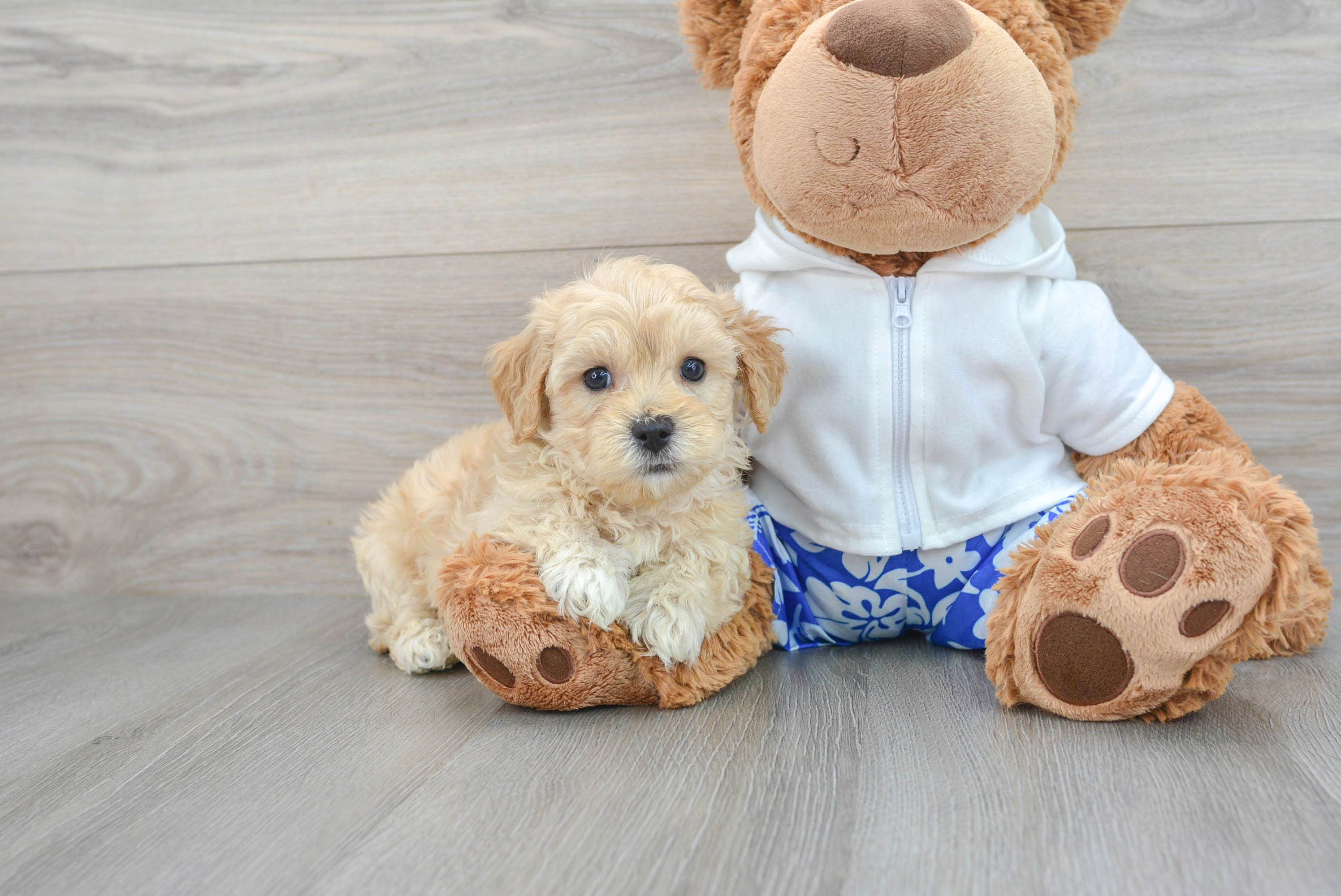 Maltipoo Puppy for Adoption