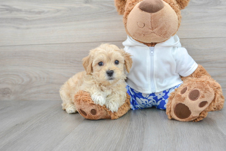 Maltipoo Puppy for Adoption