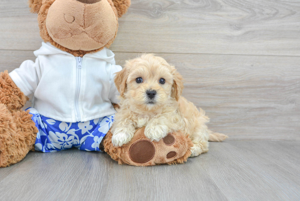 Best Maltipoo Baby