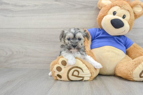 Cute Maltipoo Baby