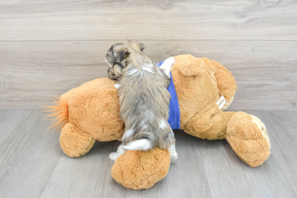 Smart Maltipoo Poodle Mix Pup