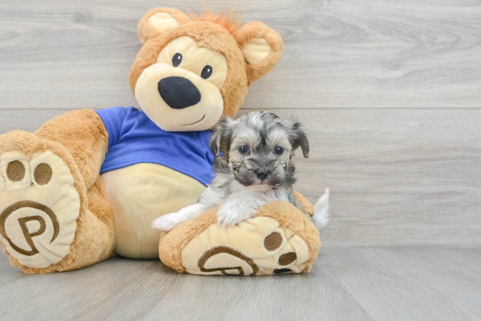 Maltipoo Pup Being Cute