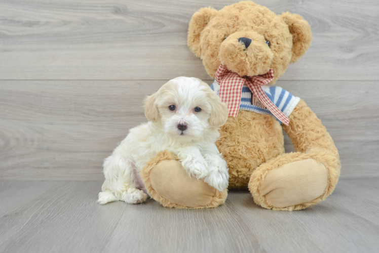 Best Maltipoo Baby