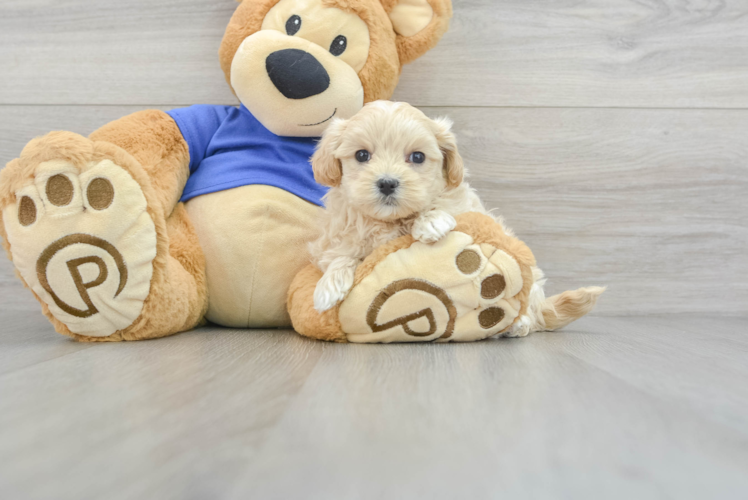 Maltipoo Pup Being Cute