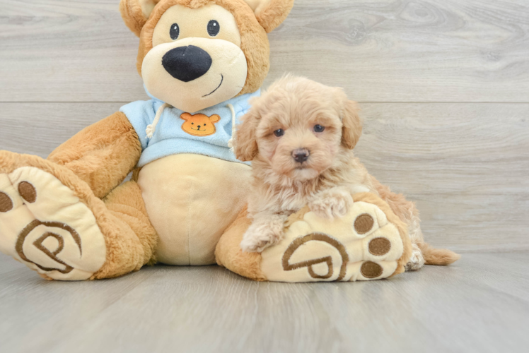 Best Maltipoo Baby