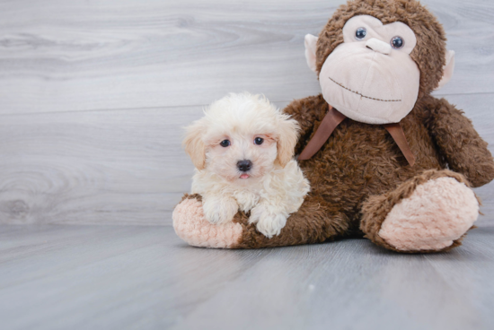 Sweet Maltipoo Baby