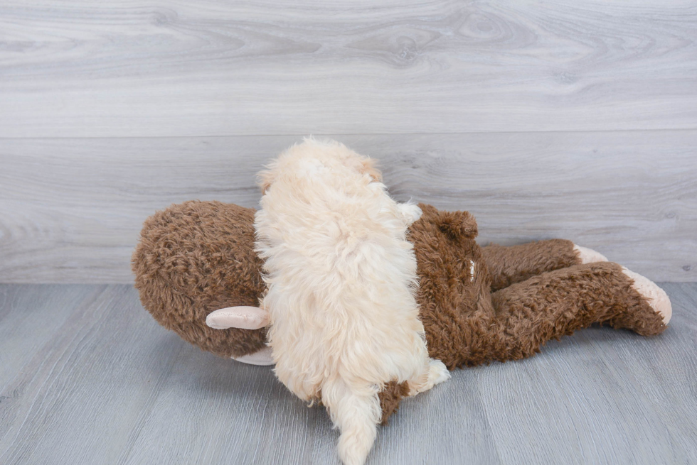 Little Maltese Poodle Poodle Mix Puppy