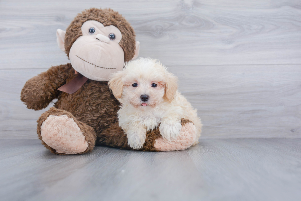 Maltipoo Pup Being Cute