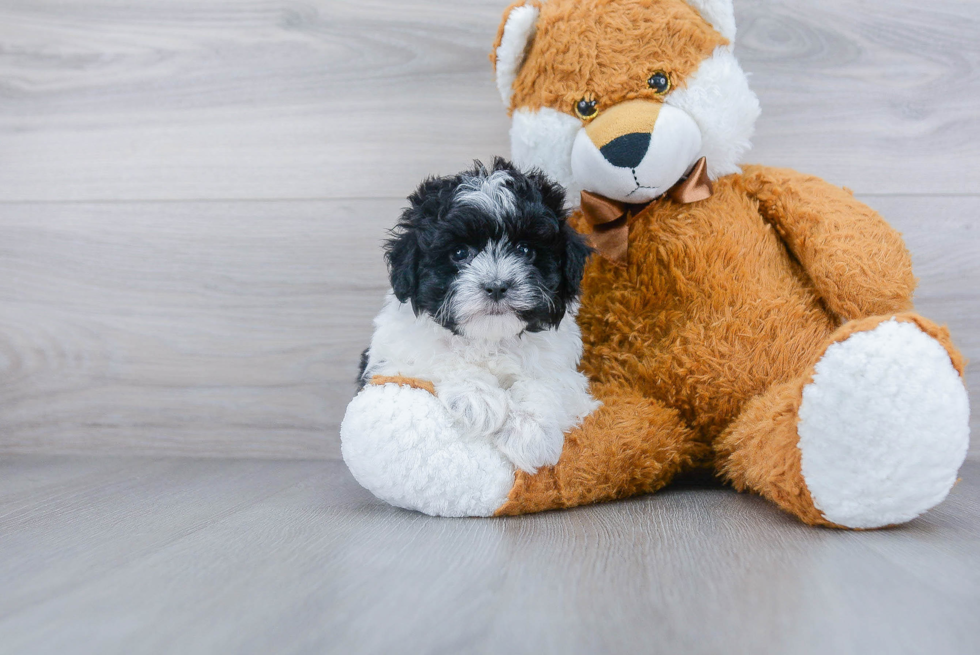 Maltipoo Puppy for Adoption