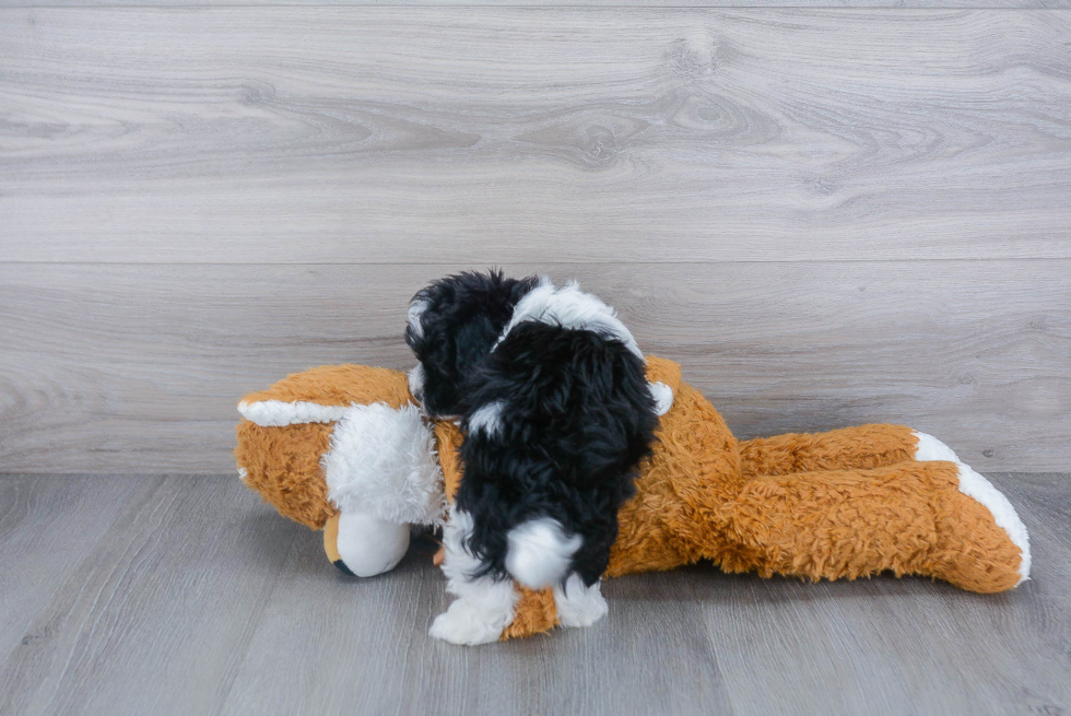 Smart Maltipoo Poodle Mix Pup