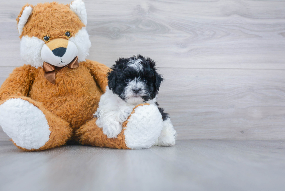 Maltipoo Pup Being Cute