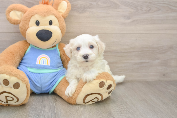 Best Maltipoo Baby