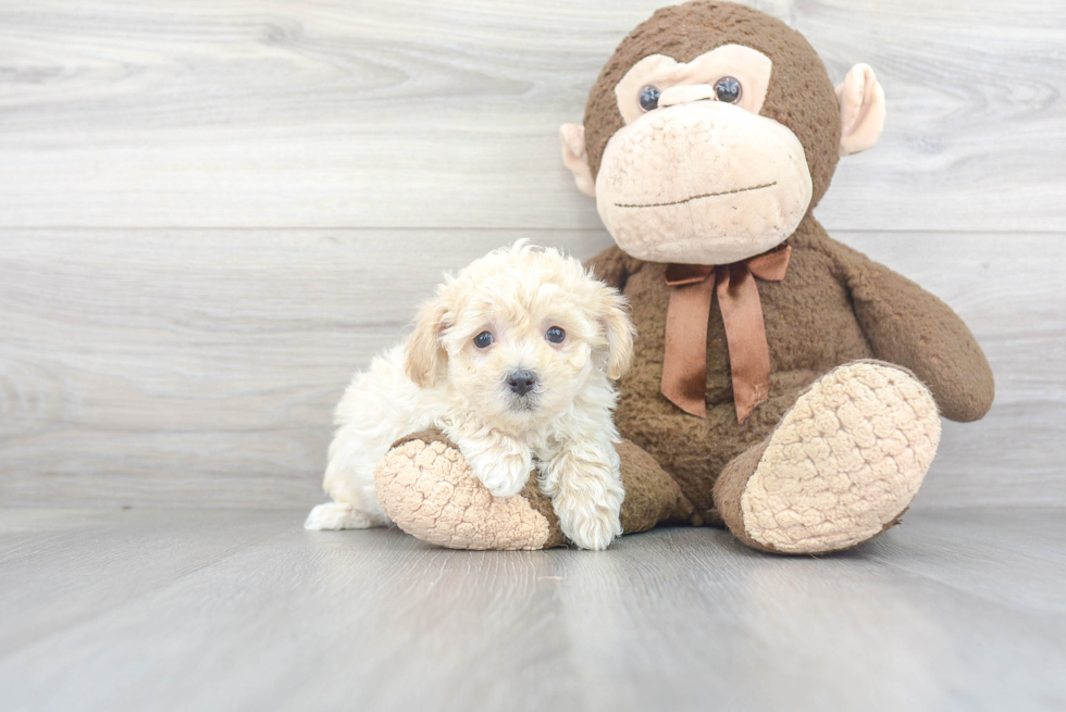 Small Maltipoo Baby