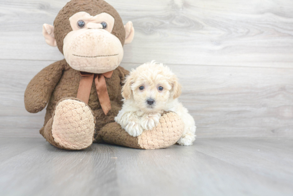 Friendly Maltipoo Baby