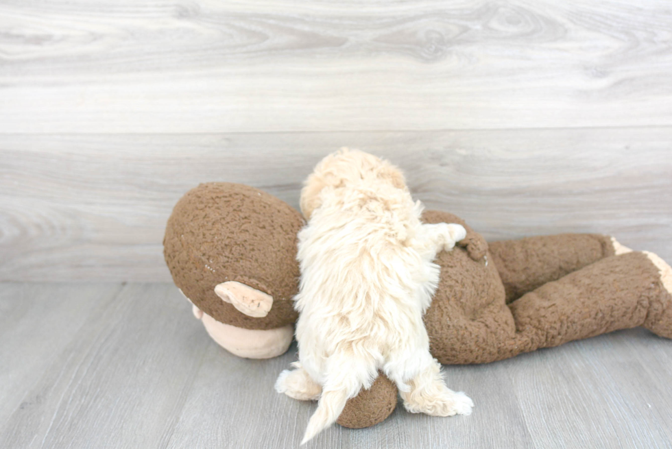 Maltipoo Pup Being Cute