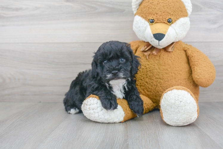 Adorable Maltepoo Poodle Mix Puppy