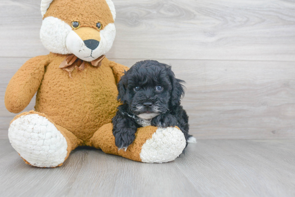 Popular Maltipoo Poodle Mix Pup