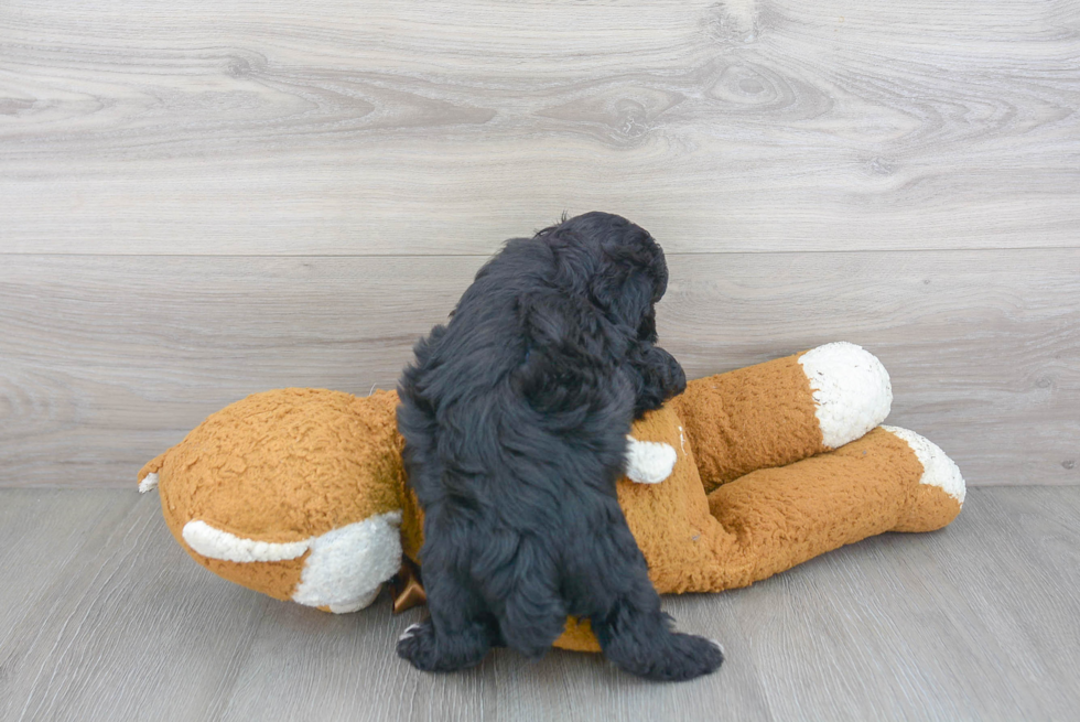 Maltipoo Pup Being Cute