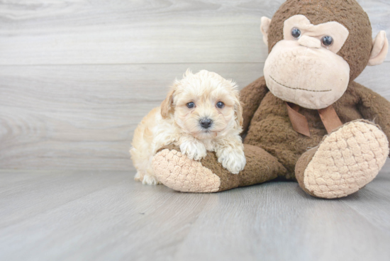 Adorable Maltese Poodle Poodle Mix Puppy