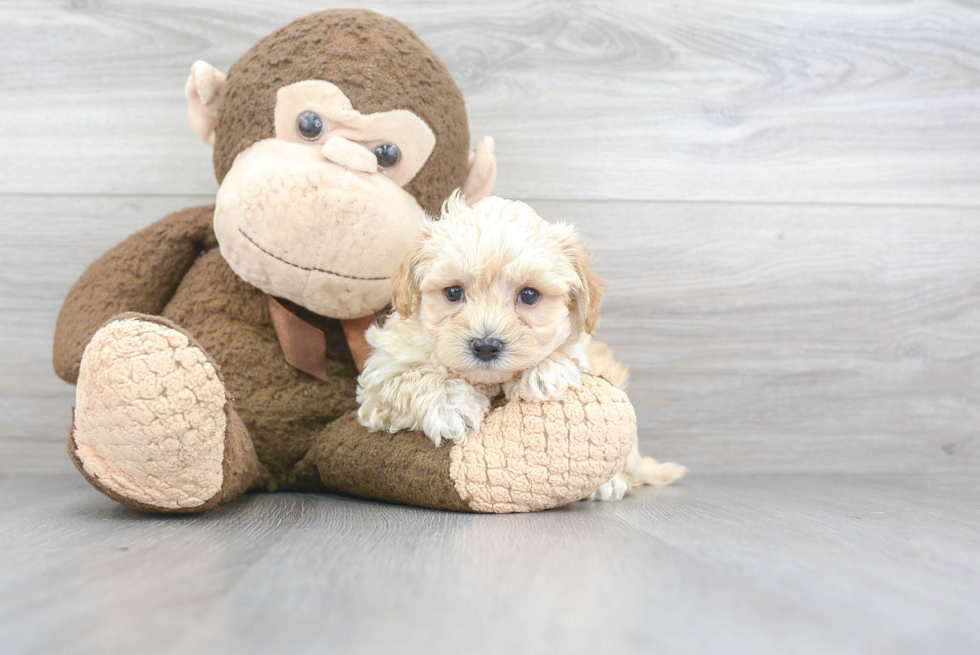 Adorable Maltese Poodle Poodle Mix Puppy