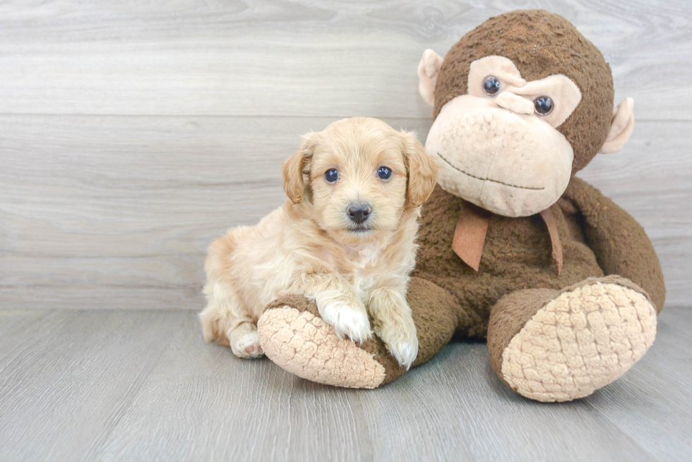 Maltipoo Pup Being Cute