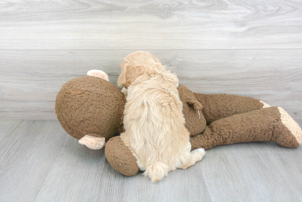 Maltipoo Pup Being Cute