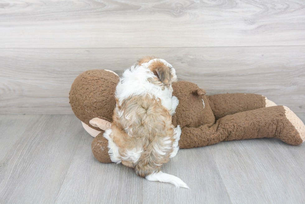 Maltipoo Puppy for Adoption