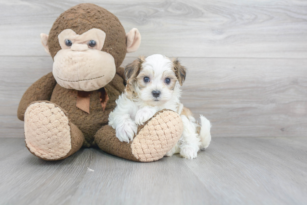 Petite Maltipoo Poodle Mix Pup