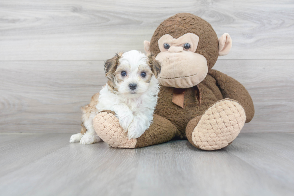 Adorable Maltepoo Poodle Mix Puppy