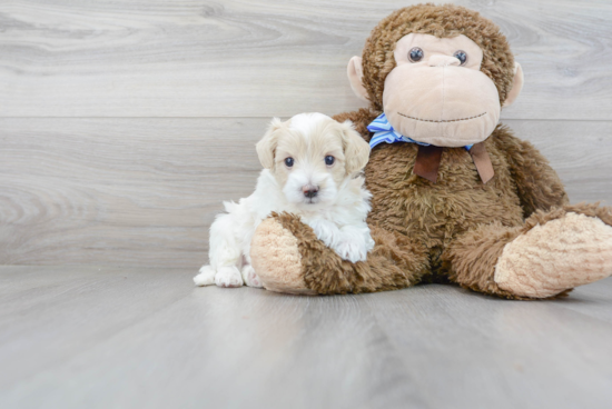 Friendly Maltipoo Baby