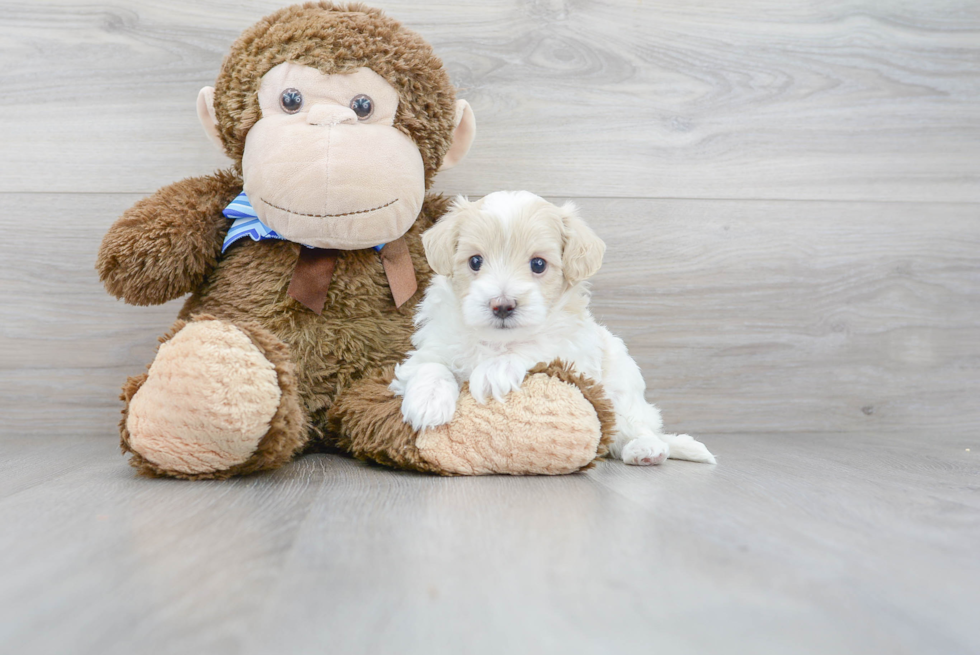 Funny Maltipoo Poodle Mix Pup