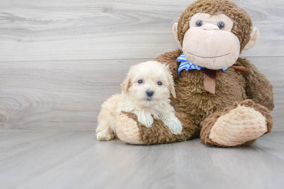 Best Maltipoo Baby