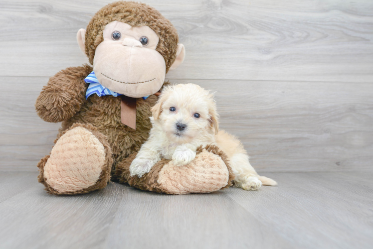 Maltipoo Pup Being Cute