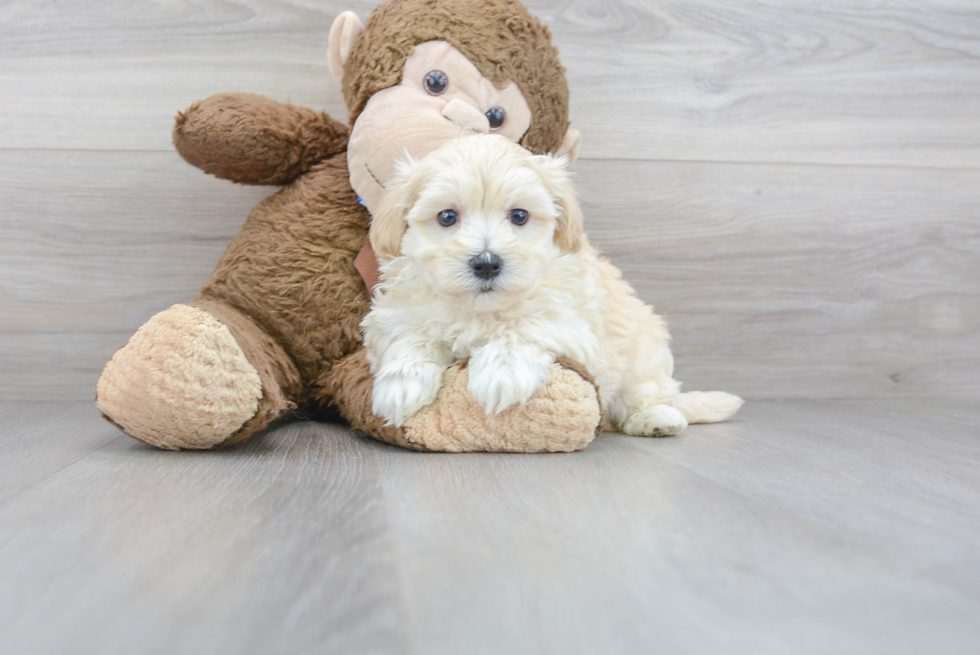 Friendly Maltipoo Baby