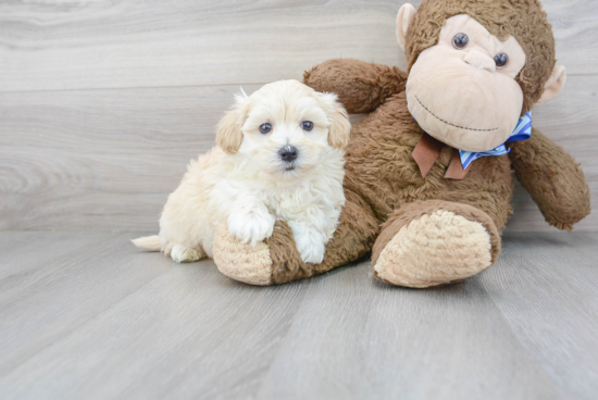 Maltipoo Puppy for Adoption