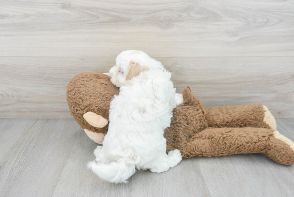 Petite Maltipoo Poodle Mix Pup