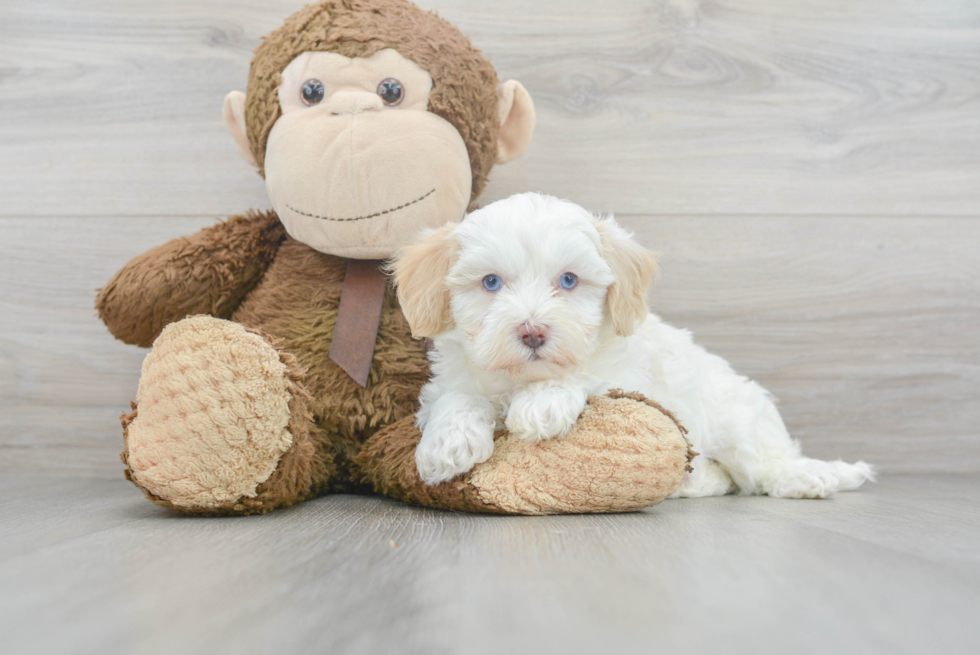 Maltipoo Pup Being Cute