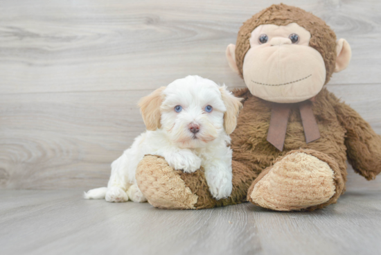 Best Maltipoo Baby