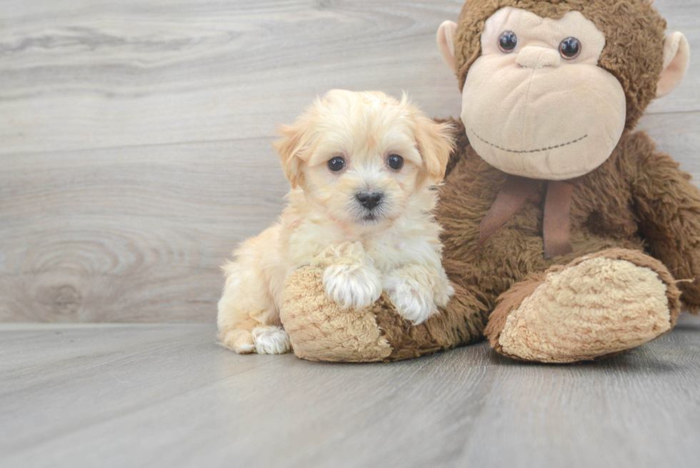 Smart Maltipoo Poodle Mix Pup