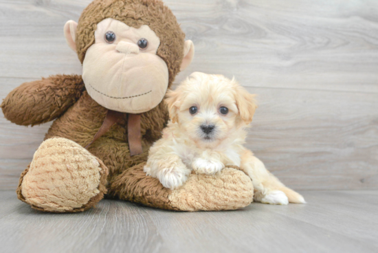 Maltipoo Pup Being Cute