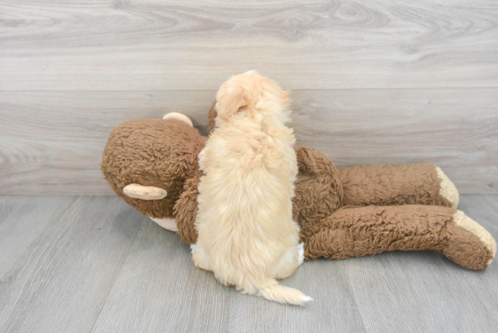 Fluffy Maltipoo Poodle Mix Pup