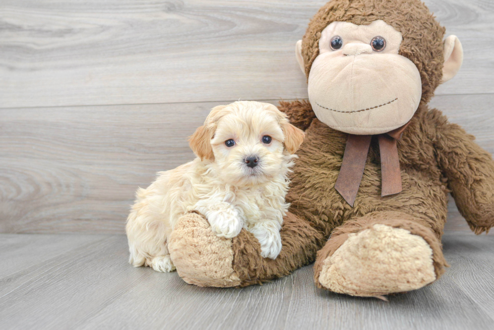 Little Maltese Poodle Poodle Mix Puppy