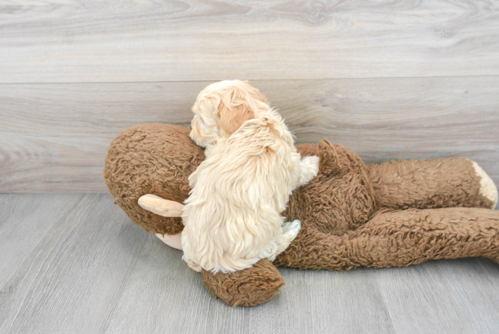 Maltipoo Pup Being Cute